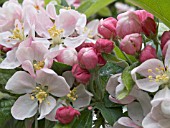 MALUS LADY NORTHCLIFFE,  ORNAMENTAL FLOWERING APPLE