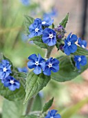 PENTAGLOTTIS SEMPERVIRENS,  GREEN ALKANET