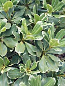 PITTOSPORUM TOBIRA VARIEGATUM,  TENDER EVERGREN SHRUB