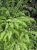 ADIANTUM PEDATUM,  HARDY MAIDENHAIR FERN