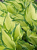 HOSTA FORTUNEI VAR. ALBOPICTA