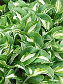 HOSTA UNDULATA VAR. UNIVITTATA,  HARDY PERENNIAL