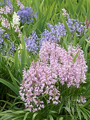 HYACINTHOIDES_HISPANICA_ROSEA