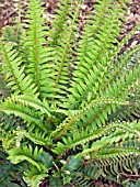 POLYSTICHUM MUNITUM,  PERENNIAL FERN