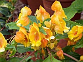 IMPATIENS JUNGLE GOLD