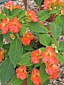 IMPATIENS SEASHELL PAPAYA