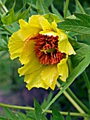 PAEONIA LUTEA LUDLOWII,  HARDY TREE PEONY