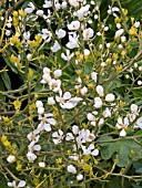 PONCIRUS TRIFOLIATA,  JAPANESE BITTER ORANGE