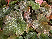 TIARELLA CORDIFOLIA WITH FROST