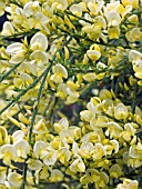 CYTISUS X PRAECOX