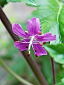 GERANIUM CANARIENSIS