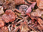 TIARELLA CORDIFOLIA WITH FROST