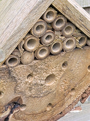 INSECT_HOME