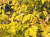 RUBUS COCKBURNIANUS GOLDENVALE