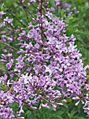 SYRINGA PUBESCENS SUBSP PATULA,  LILAC