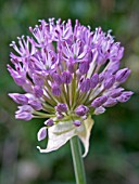 ALLIUM HOLLANDICUM