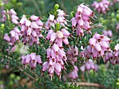 ERICA SPRINGWOOD PINK,  HEATHER