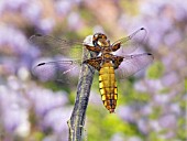 LIBELLULA DEPRESSA,  DRAGONFLY,  WIDE BODIED CHASER,  FEMALE