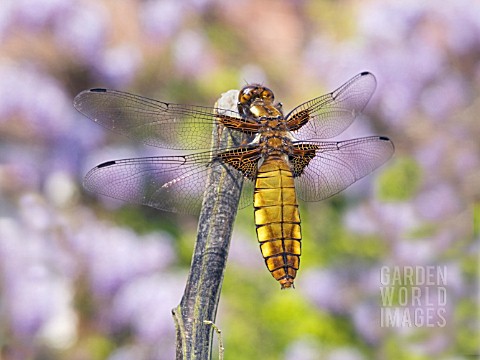 LIBELLULA_DEPRESSA__DRAGONFLY__WIDE_BODIED_CHASER__FEMALE