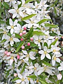 MALUS TSCHONOSKII,  ORNAMENTAL FLOWERING APPLE