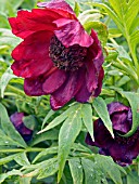 PAEONIA DELAVAYI,  HARDY TREE PEONY