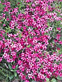 PHLOX SUBULATA EMERALD CUSHION