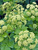 SMYRNIUM OLUSATRUM,  ALEXANDERS,  NATIVE PERENNIAL