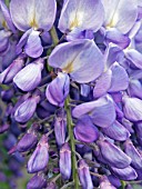 WISTERIA SINENSIS,  HARDY CLIMBER