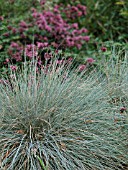 FESTUCA GLAUCA  (BLUE FESCUE)