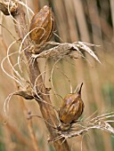 ACANTHUS MOLLIS SEED PODS