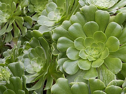 AEONIUM_ARBOREUM_MAGNIFICUM