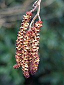 ALNUS CORDATA CATKINS (ALDER)