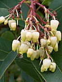 ARBUTUS ANDRACHNOIDES (STRAWBERRY TREE)