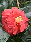 CAMELLIA JAPONICA ADOLPHE AUDUSSON