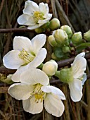 CHAENOMELES SPECIOSA NIVALIS (FLOWERING QUINCE)