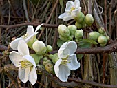 CHAENOMELES SPECIOSA NIVALIS, (FLOWERING QUINCE)