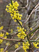 CORNUS MAS (CORNELIAN CHERRY)