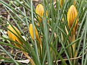 CROCUS