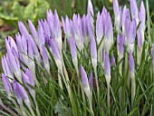 CROCUS TOMMASINIANUS