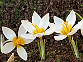 CROCUS SIEBERI BOWLES WHITE (ALBUS)