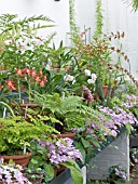 GREENHOUSE WITH ORCHIDS,  FERNS & STREPTOCARPUS