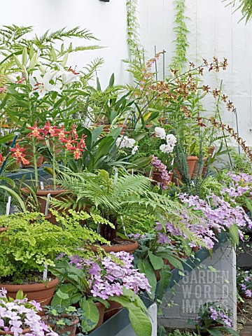 GREENHOUSE_WITH_ORCHIDS__FERNS__STREPTOCARPUS