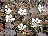 GERANIUM SESSILIFLORUM NIGRICANS