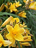 HEMEROCALLIS GOLDEN CHIMES