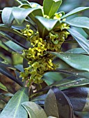 DAPHNE LAUREOLA (SPURGE LAUREL)