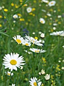 LEUCANTHEMUM VULGARE,  OX EYE DAISY,  SUMMER MEADOW