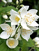 PHILADELPHUS CORONARIUS