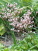 SAXIFRAGA UMBROSA,  HARDY PERENNIAL