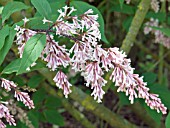 SYRINGA X  JOSIFLEXA