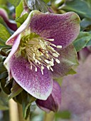 HELLEBORUS ORIENTALIS (LENTEN ROSE)